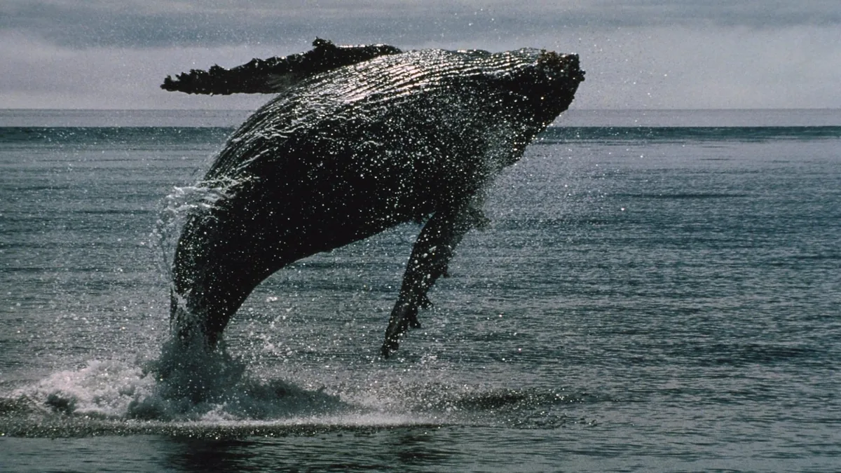 XRP Whales Accumulate as Ether Holders Face Deeper Losses